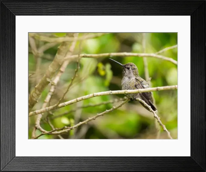Framed Print : Anna's hummingbird (Calypte anna) spotted outdoors in San Francisco Framed Print : Anna's hummingbird (Calypte anna) spotted outdoors in San Francisco