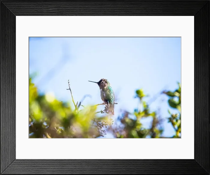 Framed Print : Anna's hummingbird (Calypte anna) spotted outdoors in San Francisco Framed Print : Anna's hummingbird (Calypte anna) spotted outdoors in San Francisco