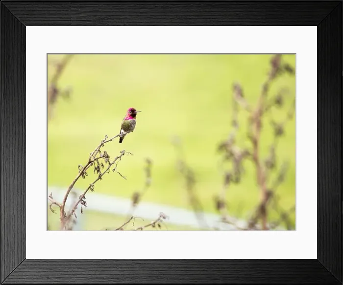 Framed Print : Anna's hummingbird (Calypte anna) spotted outdoors in San Francisco Framed Print : Anna's hummingbird (Calypte anna) spotted outdoors in San Francisco
