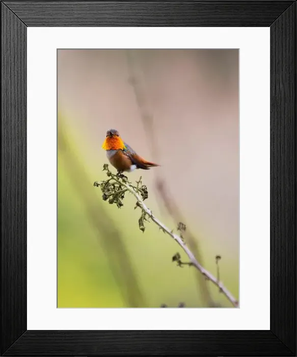 Framed Print : Anna's hummingbird (Calypte anna) spotted outdoors in San Francisco Framed Print : Anna's hummingbird (Calypte anna) spotted outdoors in San Francisco