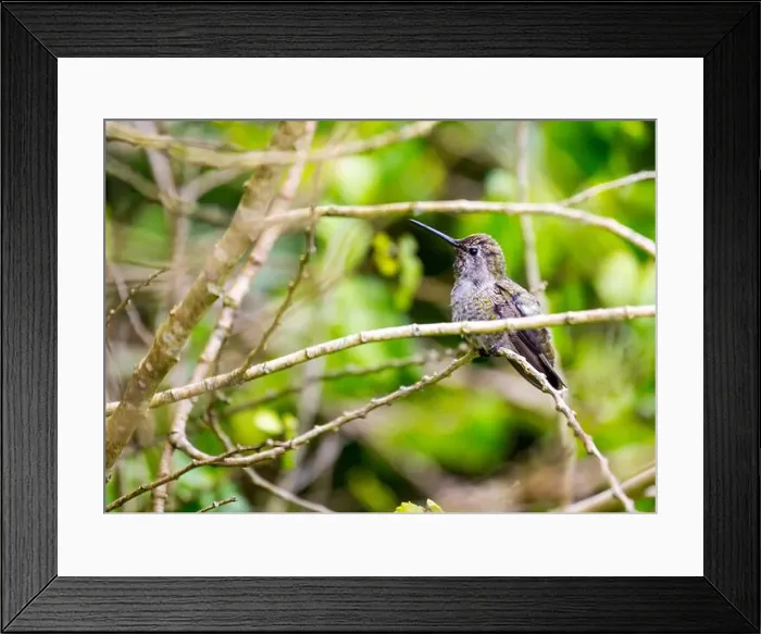 Framed Print : Anna's hummingbird (Calypte anna) spotted outdoors in San Francisco Framed Print : Anna's hummingbird (Calypte anna) spotted outdoors in San Francisco