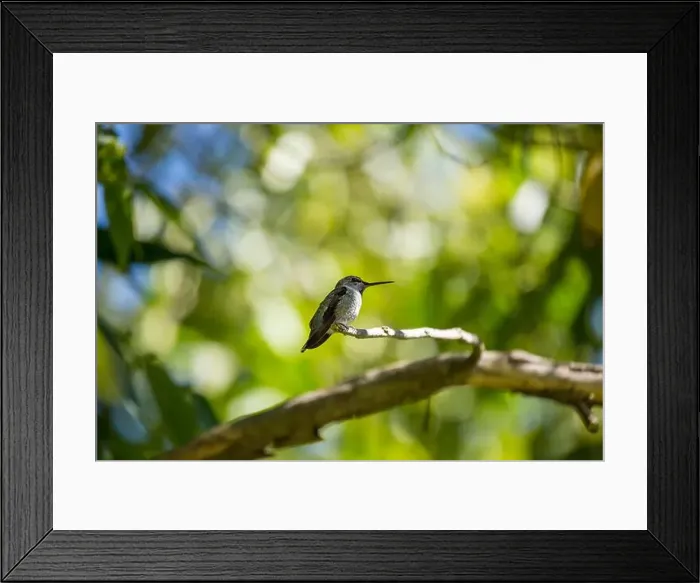 Framed Print : Anna's hummingbird (Calypte anna) spotted outdoors in San Francisco Framed Print : Anna's hummingbird (Calypte anna) spotted outdoors in San Francisco
