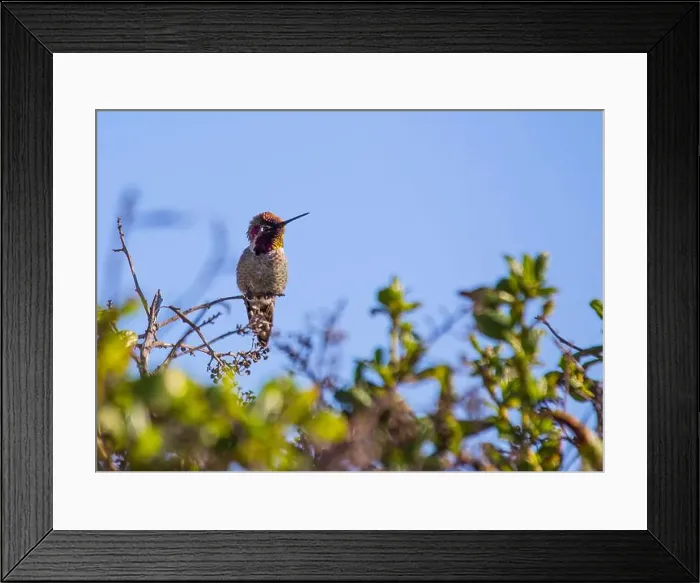 Framed Print : Anna's hummingbird (Calypte anna) spotted outdoors in San Francisco Framed Print : Anna's hummingbird (Calypte anna) spotted outdoors in San Francisco