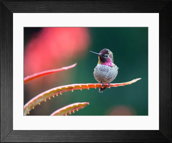 Framed Print : Anna's hummingbird (Calypte anna) spotted outdoors in San Francisco Framed Print : Anna's hummingbird (Calypte anna) spotted outdoors in San Francisco