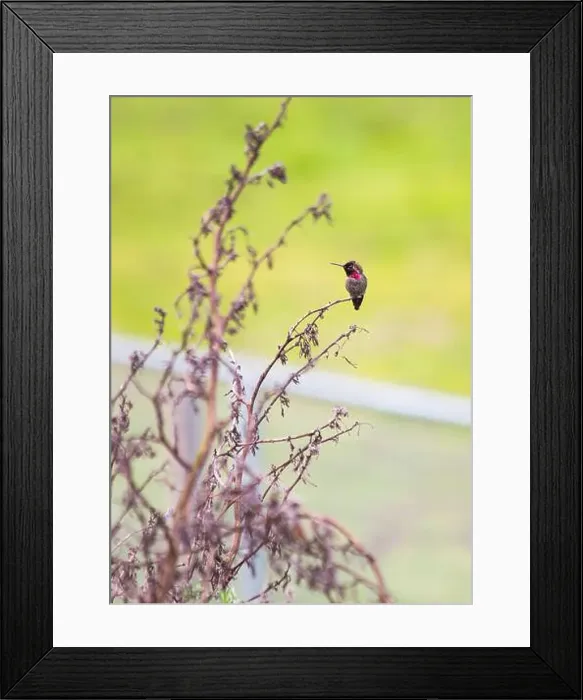 Framed Print : Anna's hummingbird (Calypte anna) spotted outdoors in San Francisco Framed Print : Anna's hummingbird (Calypte anna) spotted outdoors in San Francisco