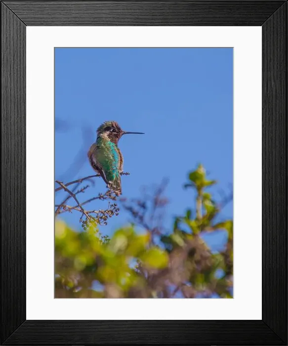 Framed Print : Anna's hummingbird (Calypte anna) spotted outdoors in San Francisco Framed Print : Anna's hummingbird (Calypte anna) spotted outdoors in San Francisco