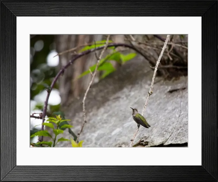 Framed Print : Anna's hummingbird (Calypte anna) spotted outdoors in San Francisco Framed Print : Anna's hummingbird (Calypte anna) spotted outdoors in San Francisco
