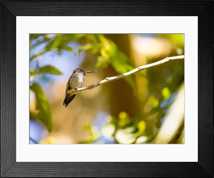 Framed Print : Anna's hummingbird (Calypte anna) spotted outdoors in San Francisco Framed Print : Anna's hummingbird (Calypte anna) spotted outdoors in San Francisco