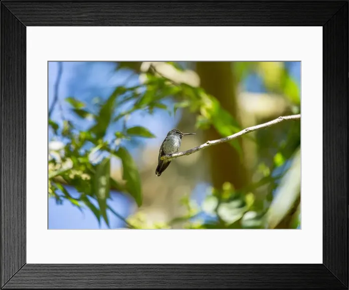 Framed Print : Anna's hummingbird (Calypte anna) spotted outdoors in San Francisco Framed Print : Anna's hummingbird (Calypte anna) spotted outdoors in San Francisco