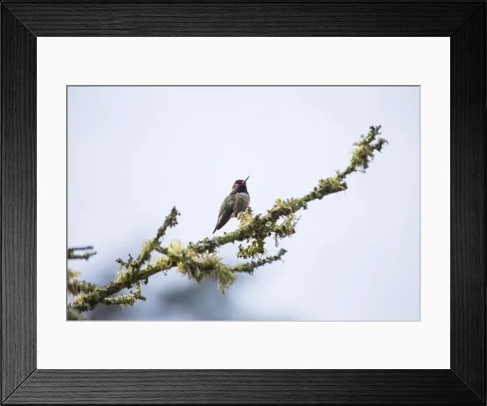 Framed Print : Anna's hummingbird (Calypte anna) spotted outdoors in San Francisco Framed Print : Anna's hummingbird (Calypte anna) spotted outdoors in San Francisco