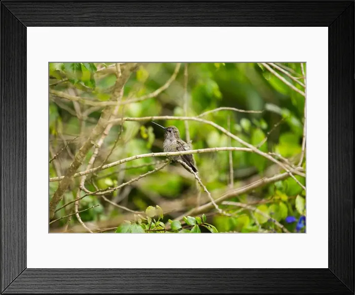 Framed Print : Anna's hummingbird (Calypte anna) spotted outdoors in San Francisco Framed Print : Anna's hummingbird (Calypte anna) spotted outdoors in San Francisco