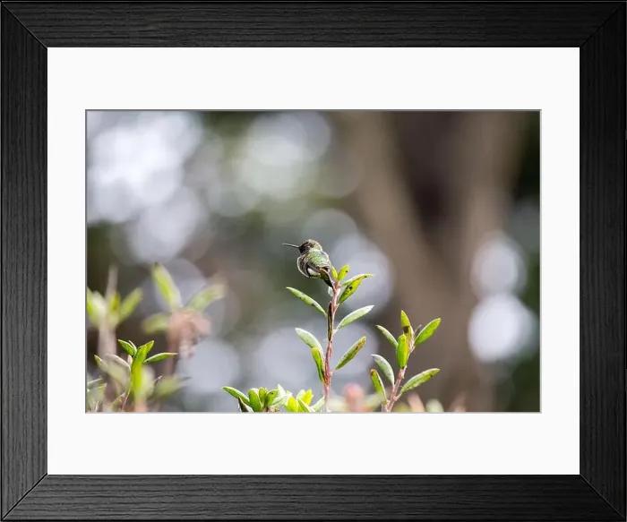 Framed Print : Anna's hummingbird (Calypte anna) spotted outdoors in San Francisco Framed Print : Anna's hummingbird (Calypte anna) spotted outdoors in San Francisco