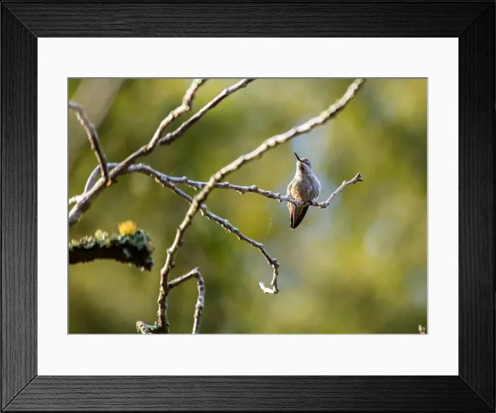 Framed Print : Anna's hummingbird (Calypte anna) spotted outdoors in San Francisco Framed Print : Anna's hummingbird (Calypte anna) spotted outdoors in San Francisco