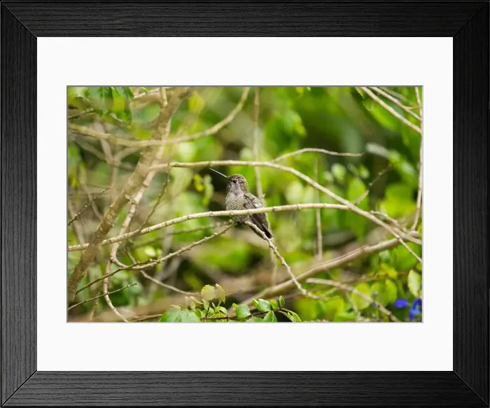 Framed Print : Anna's hummingbird (Calypte anna) spotted outdoors in San Francisco Framed Print : Anna's hummingbird (Calypte anna) spotted outdoors in San Francisco