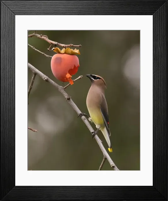 Framed Print : Cedar Waxwing (Bombycilla cedrorum) eating persimmon Sacramento County California USA Framed Print : Cedar Waxwing (Bombycilla cedrorum) eating persimmon Sacramento County California USA