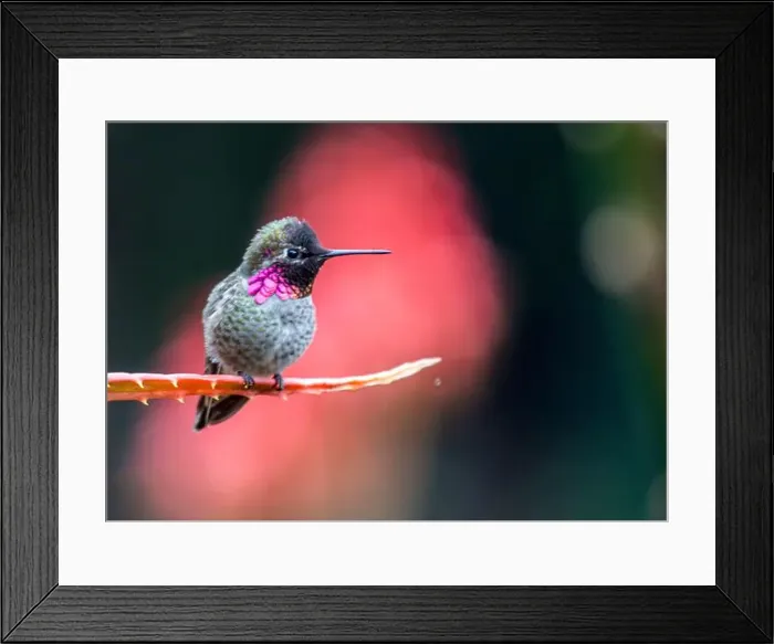 Framed Print : Anna's hummingbird (Calypte anna) spotted outdoors in San Francisco Framed Print : Anna's hummingbird (Calypte anna) spotted outdoors in San Francisco