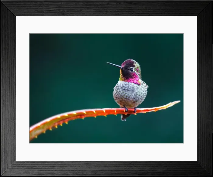 Framed Print : Anna's hummingbird (Calypte anna) spotted outdoors in San Francisco Framed Print : Anna's hummingbird (Calypte anna) spotted outdoors in San Francisco