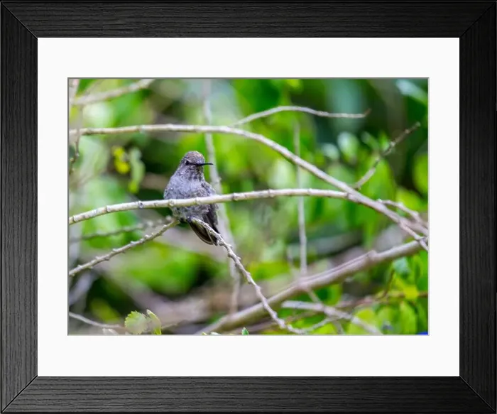 Framed Print : Anna's hummingbird (Calypte anna) spotted outdoors in San Francisco Framed Print : Anna's hummingbird (Calypte anna) spotted outdoors in San Francisco