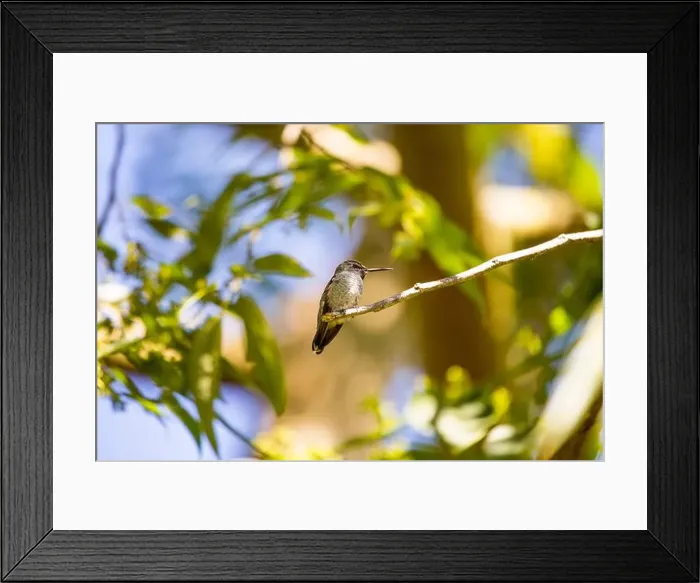 Framed Print : Anna's hummingbird (Calypte anna) spotted outdoors in San Francisco Framed Print : Anna's hummingbird (Calypte anna) spotted outdoors in San Francisco