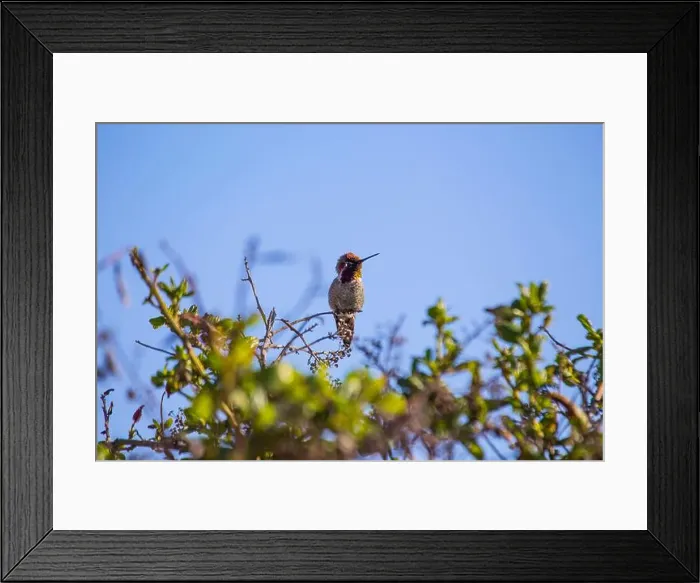 Framed Print : Anna's hummingbird (Calypte anna) spotted outdoors in San Francisco Framed Print : Anna's hummingbird (Calypte anna) spotted outdoors in San Francisco