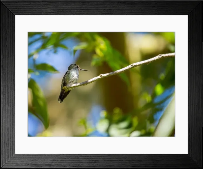 Framed Print : Anna's hummingbird (Calypte anna) spotted outdoors in San Francisco Framed Print : Anna's hummingbird (Calypte anna) spotted outdoors in San Francisco