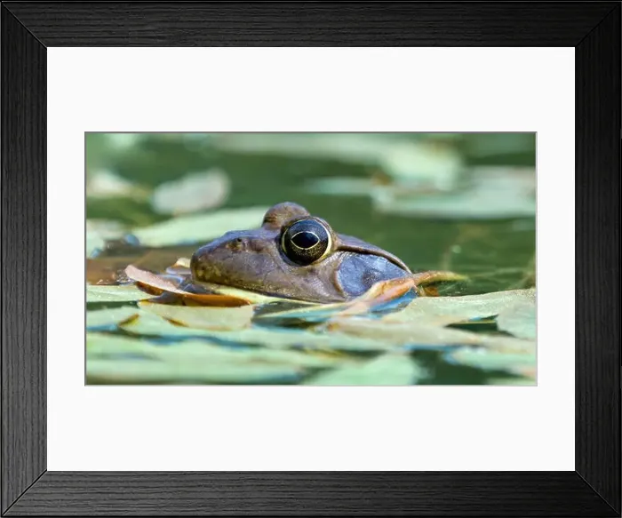 Framed Print : American Bullfrog Peeking Out of Water. Henry W. Coe State Park, California, USA Framed Print : American Bullfrog Peeking Out of Water. Henry W. Coe State Park, California, USA