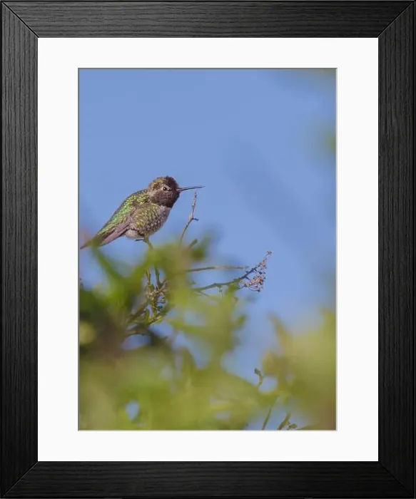 Framed Print : Anna's hummingbird (Calypte anna) spotted outdoors in San Francisco Framed Print : Anna's hummingbird (Calypte anna) spotted outdoors in San Francisco