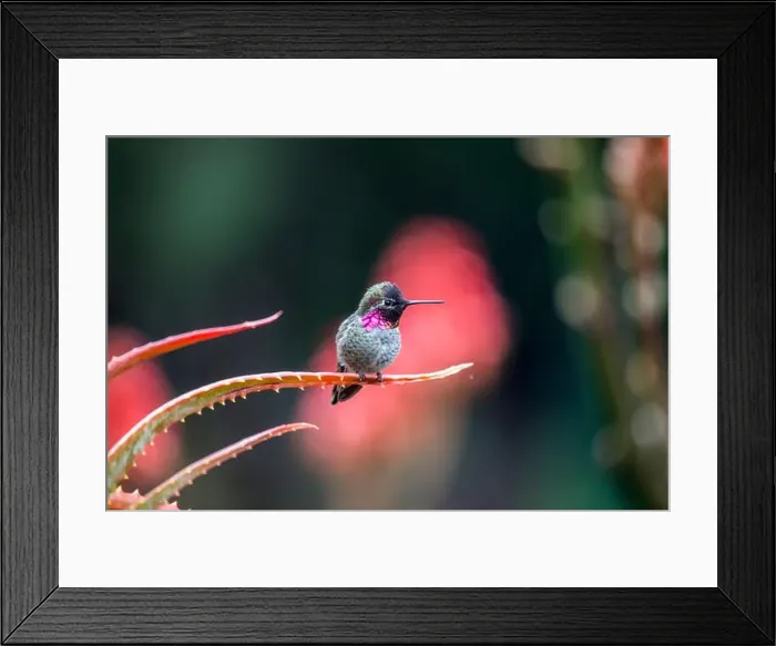 Framed Print : Anna's hummingbird (Calypte anna) spotted outdoors in San Francisco Framed Print : Anna's hummingbird (Calypte anna) spotted outdoors in San Francisco