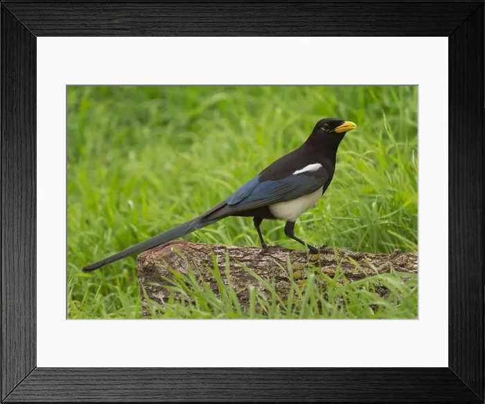 Framed Print : Yellow-billed Magpie (Pica nuttalli) Sacramento County California USA Framed Print : Yellow-billed Magpie (Pica nuttalli) Sacramento County California USA