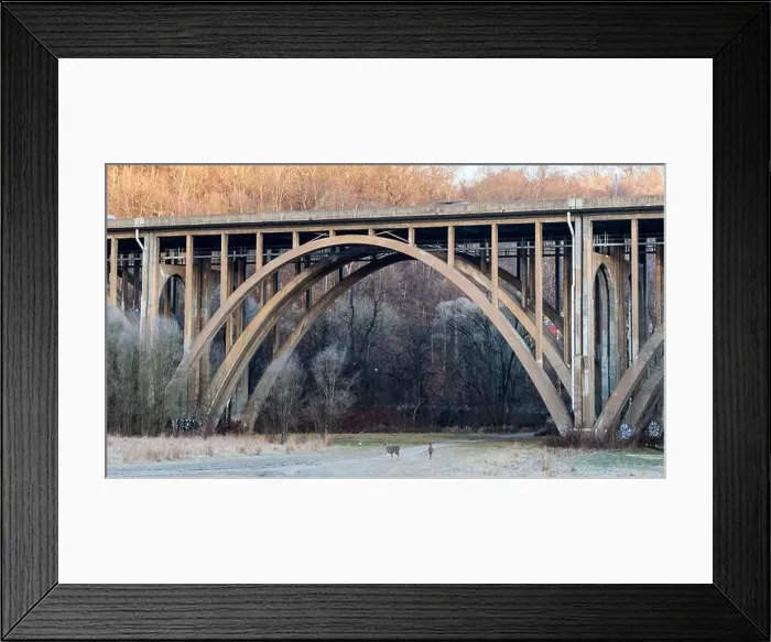 Framed Print : Two whitetail doe deer in a field under the Commercial Street bridge in Frick Park Framed Print : Two whitetail doe deer in a field under the Commercial Street bridge in Frick Park