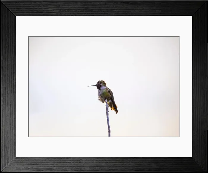 Framed Print : Anna's hummingbird (Calypte anna) spotted outdoors in San Francisco Framed Print : Anna's hummingbird (Calypte anna) spotted outdoors in San Francisco
