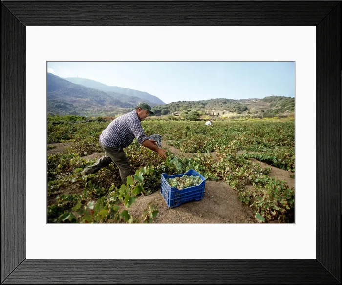 Framed Print : Italy, Sicily, Pantelleria, wine picking in the wine domain of Bartoli Framed Print : Italy, Sicily, Pantelleria, wine picking in the wine domain of Bartoli