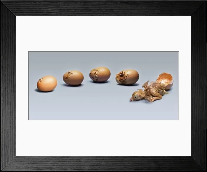 Framed Print : Chicken Egg Hatching Framed Print : Chicken Egg Hatching