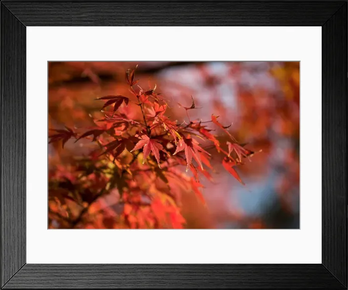 Framed Print : Japanese Red Maple tree in Uji Japan Framed Print : Japanese Red Maple tree in Uji Japan