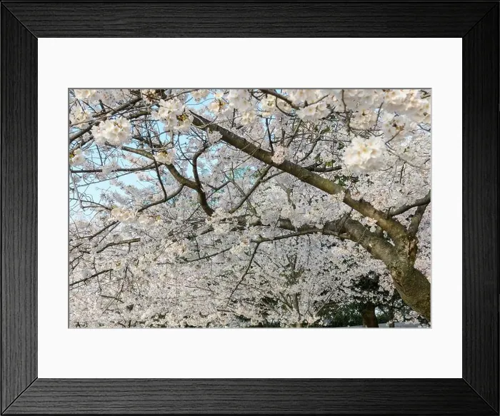 Framed Print : Cherry Blossom Trees during the Cherry Blossom Festival in Washington DC Framed Print : Cherry Blossom Trees during the Cherry Blossom Festival in Washington DC