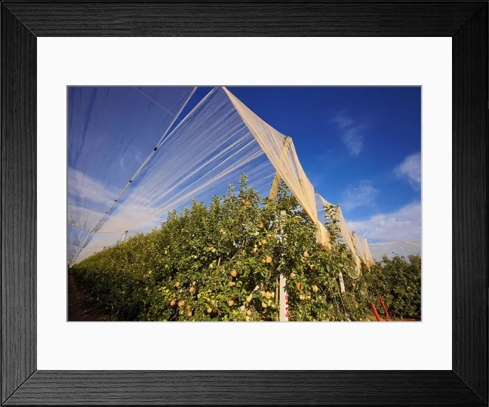 Framed Print : Apple net protection against hailstorm on a fruit farm in LLeida. Spain Framed Print : Apple net protection against hailstorm on a fruit farm in LLeida. Spain