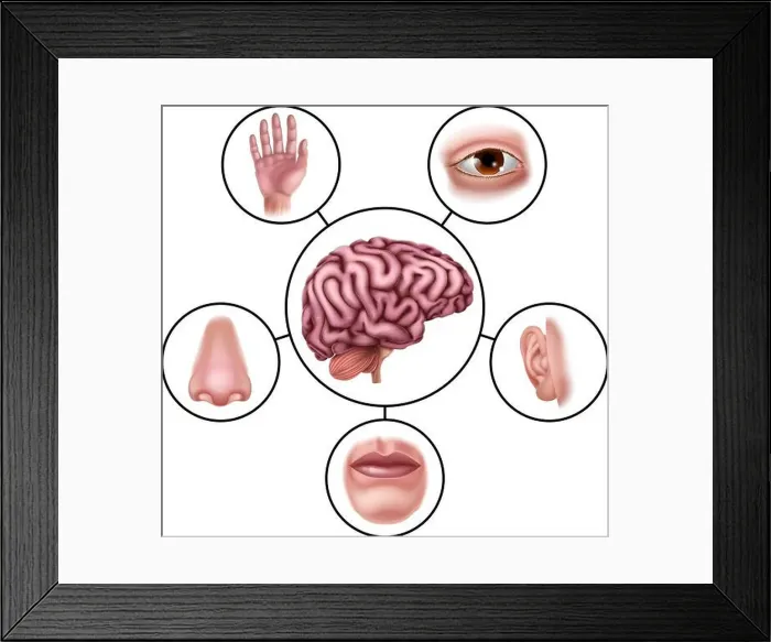 Framed Print : Five Senses Brain Educational Illustration Diagram Framed Print : Five Senses Brain Educational Illustration Diagram