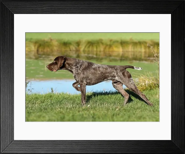 Framed Print : German Shorthaired Pointer. Male, 21 months old, standing in front of game birds (in classic point stance). Germany Framed Print : German Shorthaired Pointer. Male, 21 months old, standing in front of game birds (in classic point stance). Germany