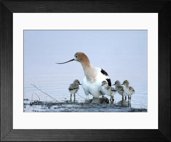 Framed Print : The American Avocet, a migratory shorebird Framed Print : The American Avocet, a migratory shorebird
