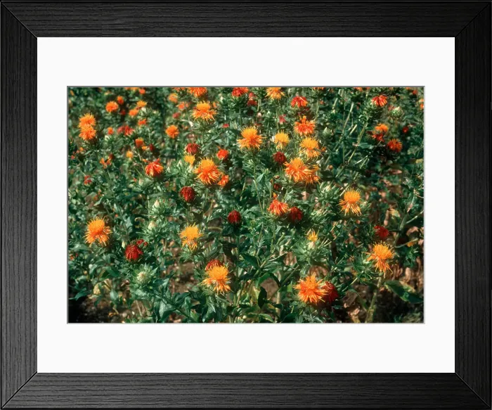 Framed Print : Safflower Carthamus tinctorius crop in full flower