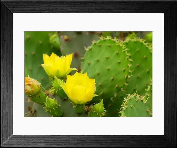 Framed Print : Prickly pear in bloom on Paisano Trail, Laguna Atascosa National Wildlife Refuge, Texas Framed Print : Prickly pear in bloom on Paisano Trail, Laguna Atascosa National Wildlife Refuge, Texas