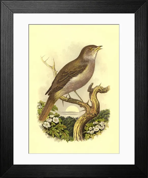 Framed Print : Nightingale Bird High resolution enhanced scan of antiquarian Victorian colour plate from 1860's Cassell's Book of Framed Print : Nightingale Bird High resolution enhanced scan of antiquarian Victorian colour plate from 1860's Cassell's Book of
