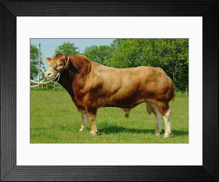 Framed Print : Sympa, a pedigree Limousin bull imported into the UK from France Framed Print : Sympa, a pedigree Limousin bull imported into the UK from France