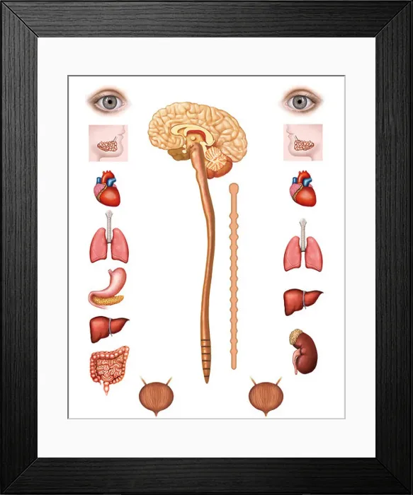 Framed Print : Structure of the human parasympathetic nervous systems Framed Print : Structure of the human parasympathetic nervous systems