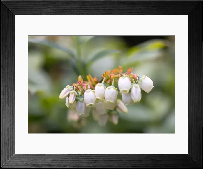 Framed Print : White flowers of the blooming northern highbush blueberry bush in garden, close up Framed Print : White flowers of the blooming northern highbush blueberry bush in garden, close up