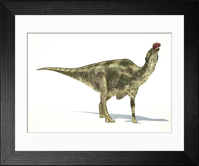 Framed Print : Maiasaura dinosaur, full body photo-realistic representation, scientifically correct. Dynamic view, On white background Framed Print : Maiasaura dinosaur, full body photo-realistic representation, scientifically correct. Dynamic view, On white background