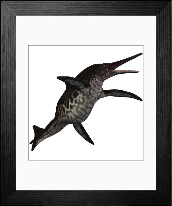 Framed Print : Shonisaurus Ichthyosaur on White Framed Print : Shonisaurus Ichthyosaur on White