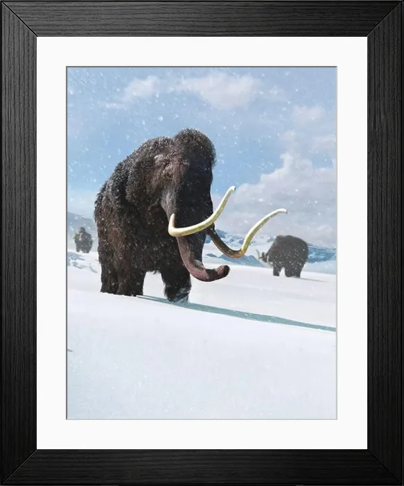 Framed Print : Artwork of a Woolly Mammoth Framed Print : Artwork of a Woolly Mammoth