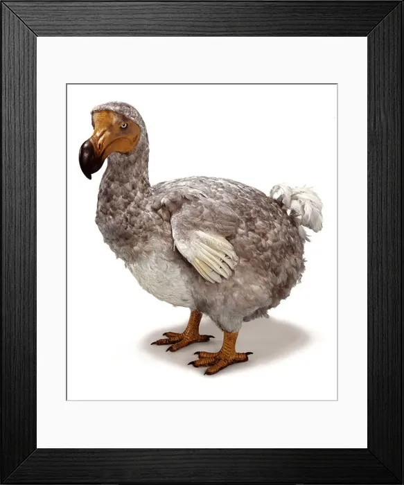 Framed Print : Raphus cucullatus, dodo Framed Print : Raphus cucullatus, dodo