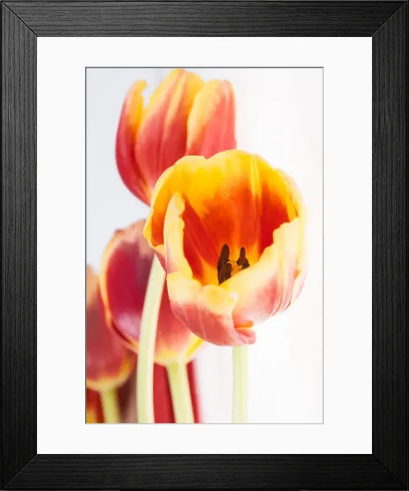 Framed Print : tulips on white background postcard Framed Print : tulips on white background postcard